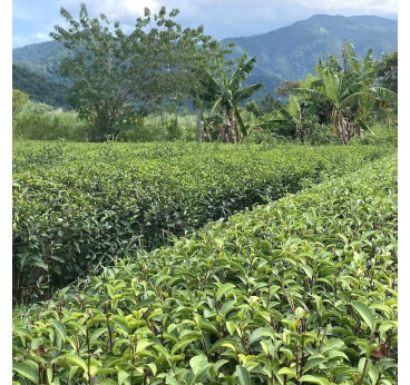 Thé noir bio à la rose de Taïwan