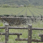 Photos sur le thé de Taïwan