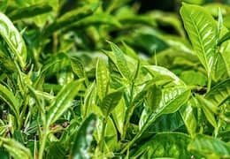 Oolong qualité : comment reconnaître un oolong haut de gamme