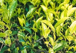 Thé Bao Zhong de Wen Shan ou Pouchong c'est quoi ?