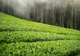 Li Shan de Haute Montagne : meilleur oolong taïwanais ?