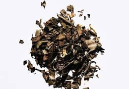 Recycler son thé usagé à la maison : 10 usages simples et zéro déchet