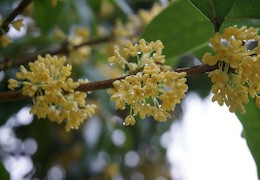 Thé d'osmanthus