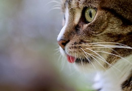 Mon thé sent mauvais : que faire ?