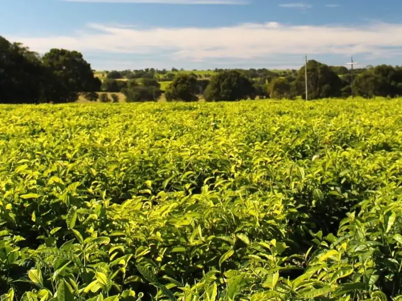 Thé Alishan Oolong c’est quoi ?