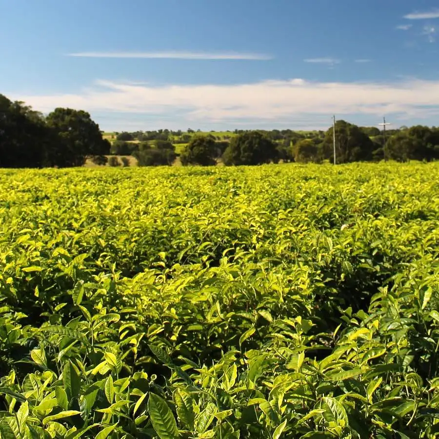 Thé Alishan Oolong c’est quoi ?