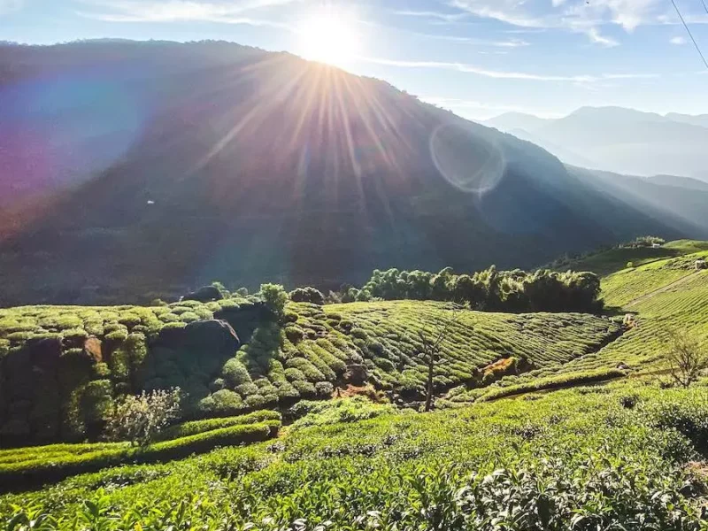 Milky Oolong ou thé Jin Xuan ou Ha Li Shan : qu’est-ce ?