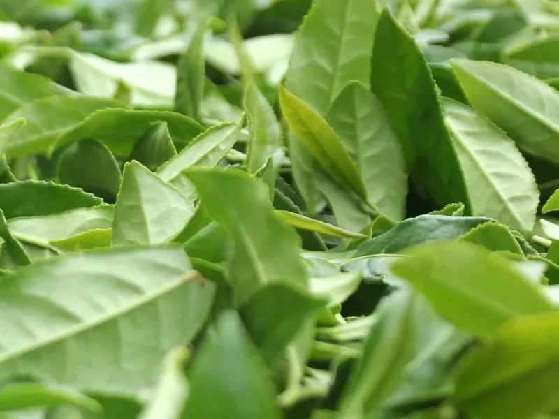 Thé Si Ji Chun Nantou Oolong Quatre Saisons c’est quoi ?