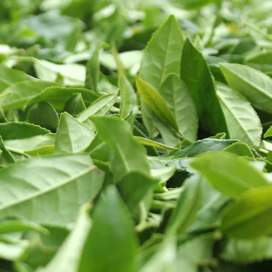 Thé Si Ji Chun Nantou Oolong Quatre Saisons c’est quoi ?