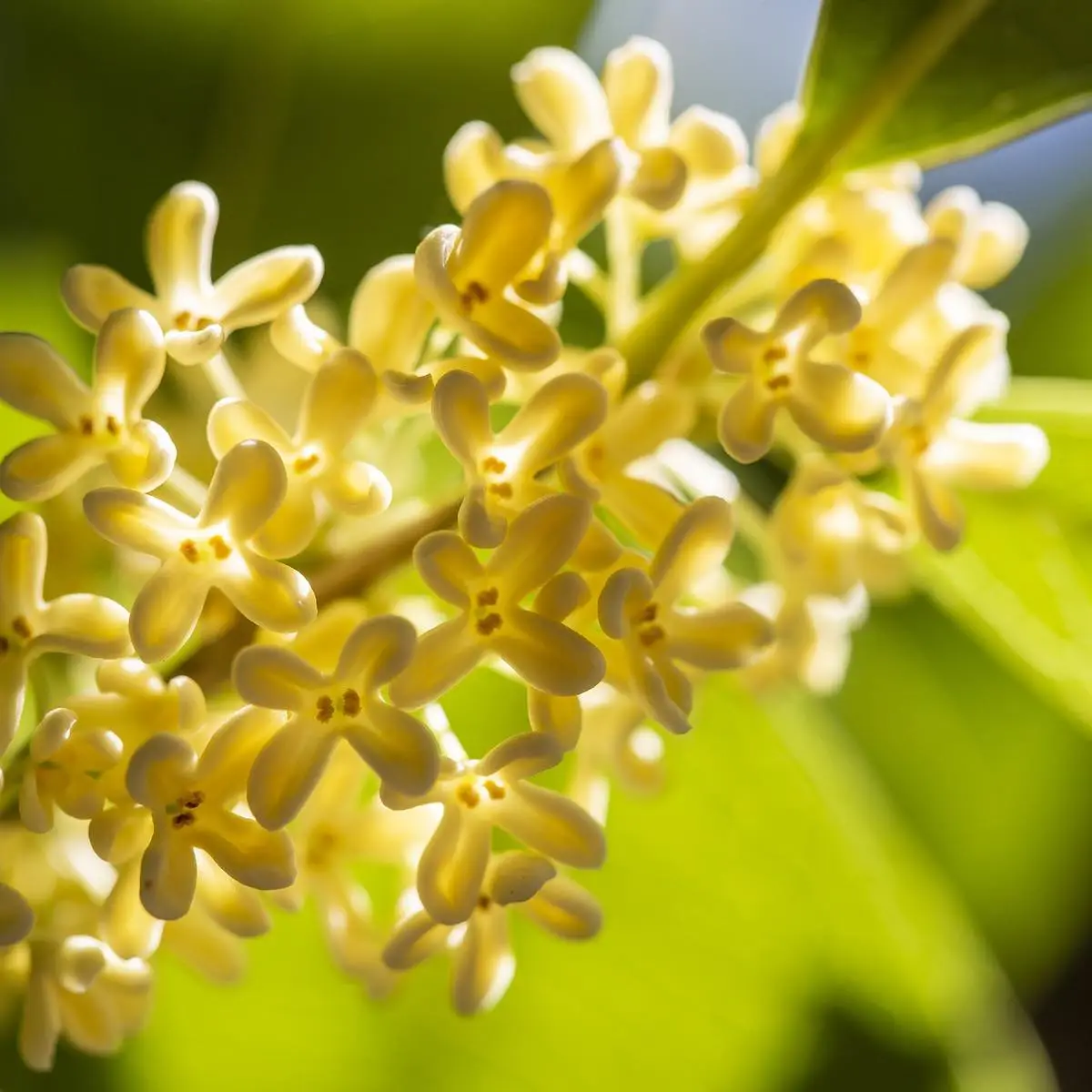 Thé d’osmanthus